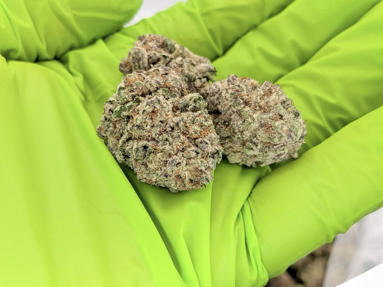 Grape Candy Punch strain